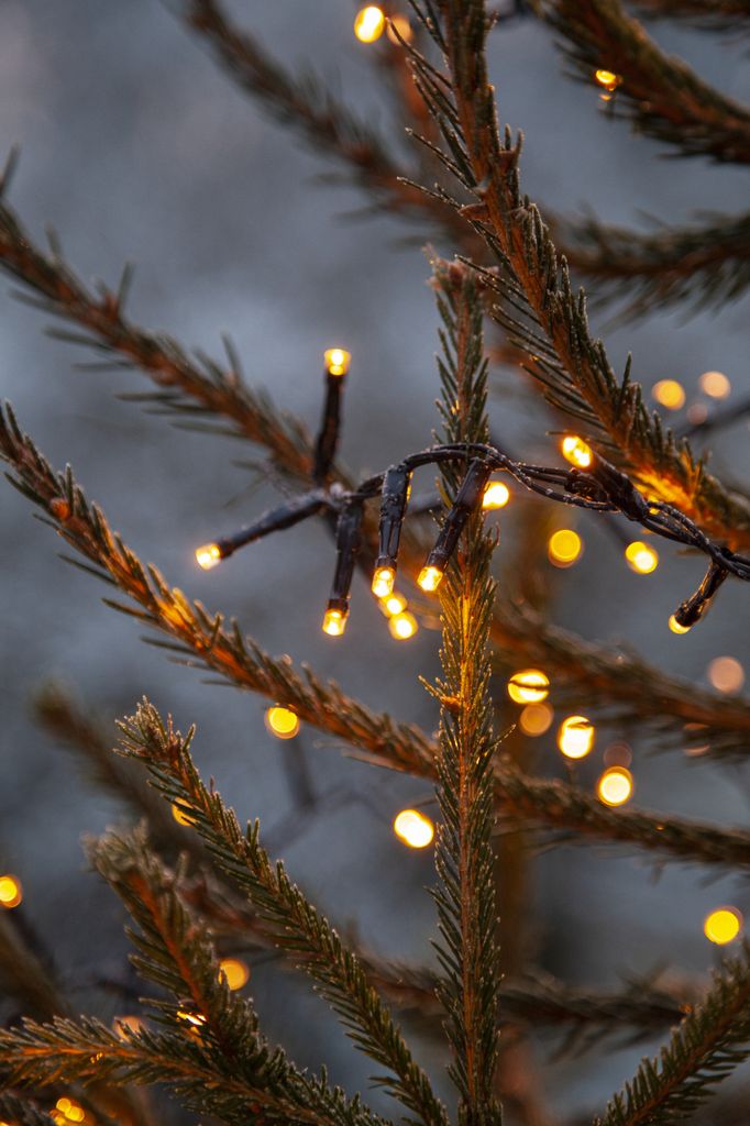 Lyslenke Gyllen Varmhvit - 1200 LED, 24 meter - Utendørs